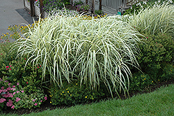Variegated Silver Grass (Miscanthus sinensis 'Variegatus') at Thies Farm & Greenhouses