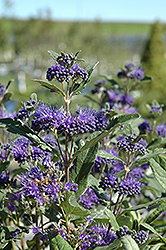 Dark Knight Caryopteris (Caryopteris x clandonensis 'Dark Knight') at Thies Farm & Greenhouses