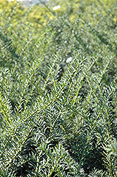 Nigra Yew (Taxus x media 'Nigra') at Thies Farm & Greenhouses