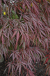 Tamukeyama Japanese Maple (Acer palmatum 'Tamukeyama') at Thies Farm & Greenhouses