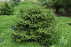 Nigra Compacta Oriental Spruce (Picea orientalis 'Nigra Compacta') at Thies Farm & Greenhouses