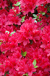 Hino Crimson Azalea (Rhododendron 'Hino Crimson') at Thies Farm & Greenhouses