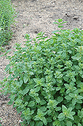 Oregano (Origanum vulgare) at Thies Farm & Greenhouses