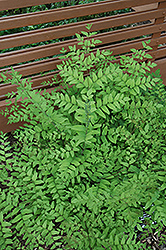 Purpleleaf Royal Fern (Osmunda regalis 'Purpurascens') at Thies Farm & Greenhouses