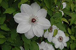 Henryi Hybrid Clematis (Clematis 'Henryi') at Thies Farm & Greenhouses