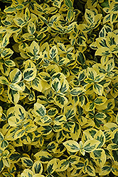 Emerald 'n' Gold Wintercreeper (Euonymus fortunei 'Emerald 'n' Gold') at Thies Farm & Greenhouses