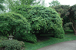 Japanese Maple (Acer palmatum) at Thies Farm & Greenhouses