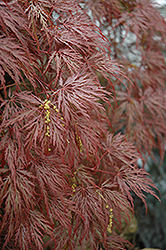 Inaba Shidare Cutleaf Japanese Maple (Acer palmatum 'Inaba Shidare') at Thies Farm & Greenhouses