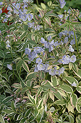 Touch Of Class Jacob's Ladder (Polemonium reptans 'Touch Of Class') at Thies Farm & Greenhouses