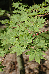 Siebold Maple (Acer sieboldianum) at Thies Farm & Greenhouses