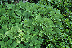 Allegheny Spurge (Pachysandra procumbens) at Thies Farm & Greenhouses
