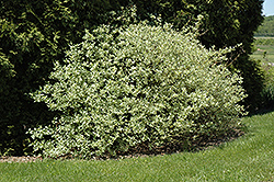 Silver and Gold Dogwood (Cornus sericea 'Silver and Gold') at Thies Farm & Greenhouses