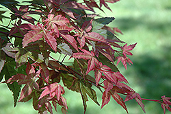 Monroe Vine Maple (Acer circinatum 'Monroe') at Thies Farm & Greenhouses