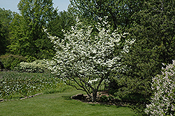 Welch Flowering Dogwood (Cornus florida 'Welchii') at Thies Farm & Greenhouses