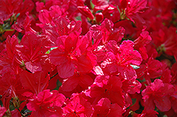 Hino Red Azalea (Rhododendron 'Hino Red') at Thies Farm & Greenhouses