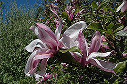Ricki Magnolia (Magnolia 'Ricki') at Thies Farm & Greenhouses