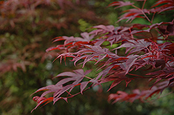 Fireglow Japanese Maple (Acer palmatum 'Fireglow') at Thies Farm & Greenhouses