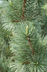 Vanderwolf's Pyramid Pine (Pinus flexilis 'Vanderwolf's Pyramid') at Thies Farm & Greenhouses