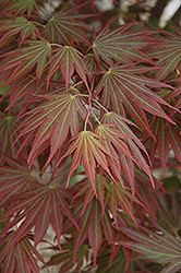 Johin Japanese Maple (Acer 'Johin') at Thies Farm & Greenhouses