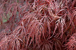 Crimson Queen Japanese Maple (Acer palmatum 'Crimson Queen') at Thies Farm & Greenhouses