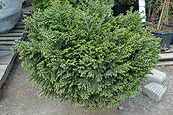 Bergman's Gem Oriental Spruce (Picea orientalis 'Bergman's Gem') at Thies Farm & Greenhouses