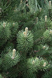 Oregon Green Austrian Pine (Pinus nigra 'Oregon Green') at Thies Farm & Greenhouses