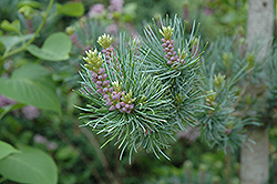 Blue Japanese Pine (Pinus parviflora 'Glauca') at Thies Farm & Greenhouses