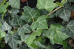 Baltic Ivy (Hedera helix 'Baltica') at Thies Farm & Greenhouses