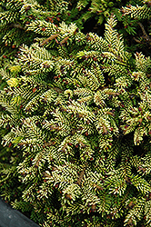 Tom Thumb Oriental Spruce (Picea orientalis 'Tom Thumb') at Thies Farm & Greenhouses