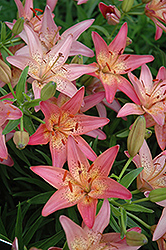 Pink Pixie Lily (Lilium 'Pink Pixie') at Thies Farm & Greenhouses