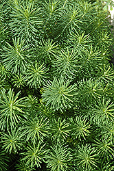 Cypress Spurge (Euphorbia cyparissias) at Thies Farm & Greenhouses