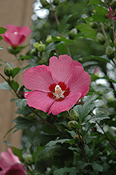 Woodbridge Rose of Sharon (Hibiscus syriacus 'Woodbridge') at Thies Farm & Greenhouses