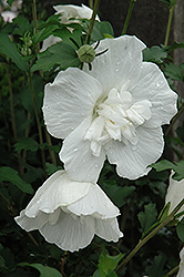 White Chiffon Rose of Sharon (Hibiscus syriacus 'Notwoodtwo') at Thies Farm & Greenhouses