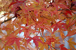 Butterfly Variegated Japanese Maple (Acer palmatum 'Butterfly') at Thies Farm & Greenhouses