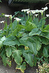 Hercules Calla Lily (Zantedeschia 'Hercules') at Thies Farm & Greenhouses
