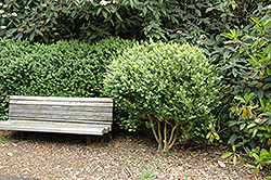 Common Boxwood (Buxus sempervirens) at Thies Farm & Greenhouses
