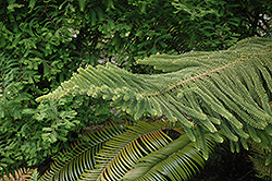 Norfolk Island Pine (Araucaria heterophylla) at Thies Farm & Greenhouses