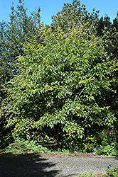 Snakebark Maple (Acer davidii) at Thies Farm & Greenhouses