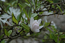 Pink Star Magnolia (Magnolia stellata 'Rosea') at Thies Farm & Greenhouses