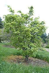 Siebold Maple (Acer sieboldianum) at Thies Farm & Greenhouses