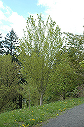 Snakebark Maple (Acer tegmentosum) at Thies Farm & Greenhouses