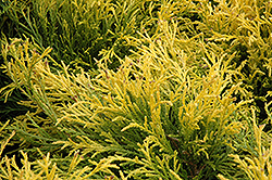 Golden Mop Falsecypress (Chamaecyparis pisifera 'Golden Mop') at Thies Farm & Greenhouses