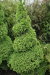 Dwarf Alberta Spruce (Picea glauca 'Conica (spiral)') at Thies Farm & Greenhouses