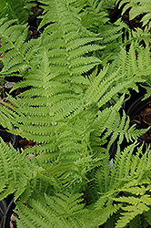 The King Ostrich Fern (Matteuccia 'The King') at Thies Farm & Greenhouses