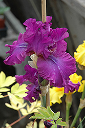 Swingtown Iris (Iris 'Swingtown') at Thies Farm & Greenhouses