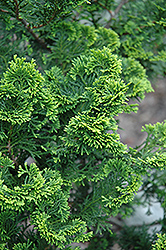 Aurora Hinoki Falsecypress (Chamaecyparis obtusa 'Aurora') at Thies Farm & Greenhouses