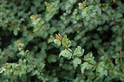 Cretan Maple (Acer sempervirens) at Thies Farm & Greenhouses