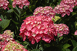 Forever Pink Hydrangea (Hydrangea macrophylla 'Forever Pink') at Thies Farm & Greenhouses