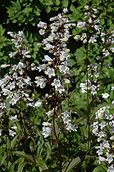 Husker Red Beard Tongue (Penstemon digitalis 'Husker Red') at Thies Farm & Greenhouses