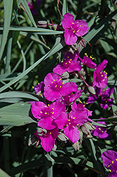 Red Cloud Spiderwort (Tradescantia x andersoniana 'Red Cloud') at Thies Farm & Greenhouses
